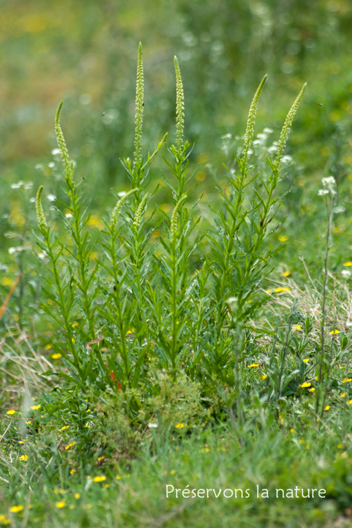 Reseda luteola, Resedaceae 