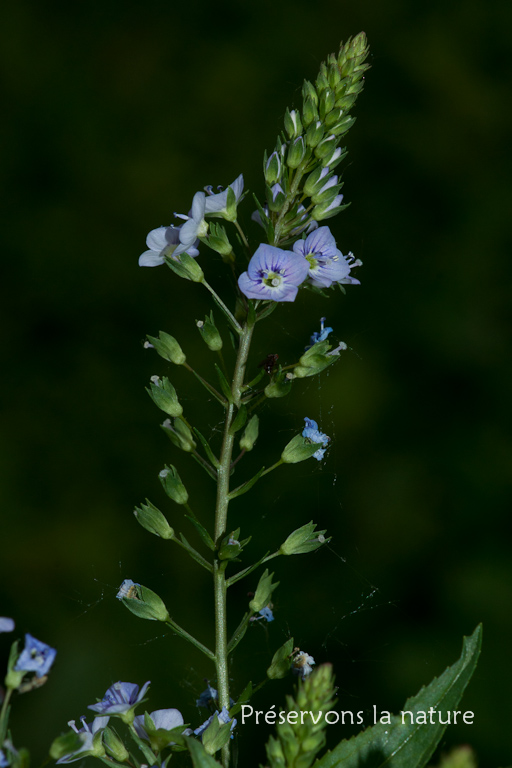 Scrophulariaceae, Veronica anagallis-aquatica 