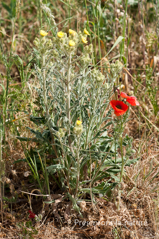 Andryala integrifolia, Asteraceae 