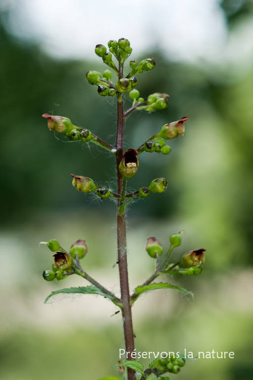 Scrophularia nodosa, Scrophulariaceae 