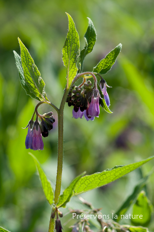 Boraginaceae, Symphytum officinale 