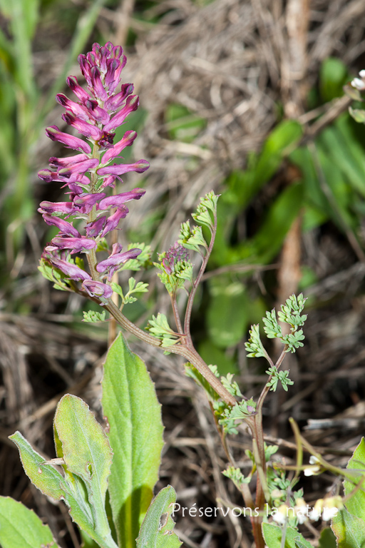 Fumaria officinalis, Papaveraceae 