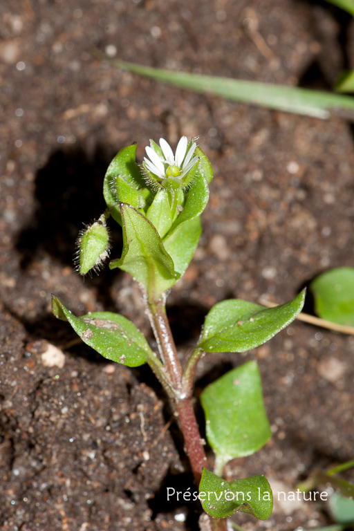 Caryophyllaceae, Stellaria media 