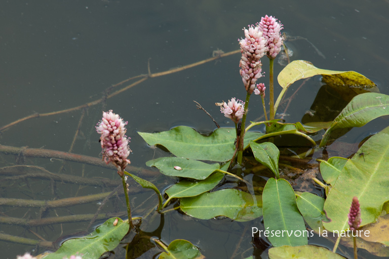 Polyganaceae, Polygonum amphibium 