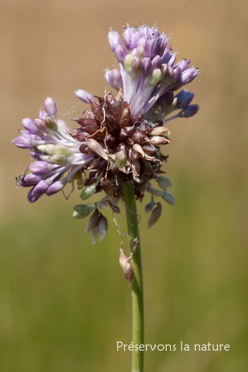 Allium vineale, Liliaceae 