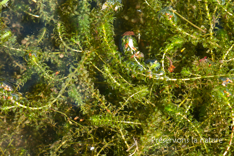 Elodea canadensis, Hydrocharitaceae 