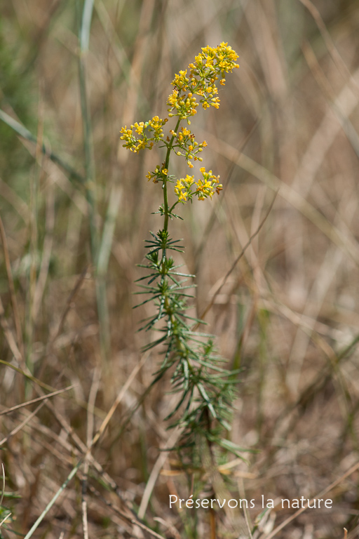 Galium verum, Rubiaceae 