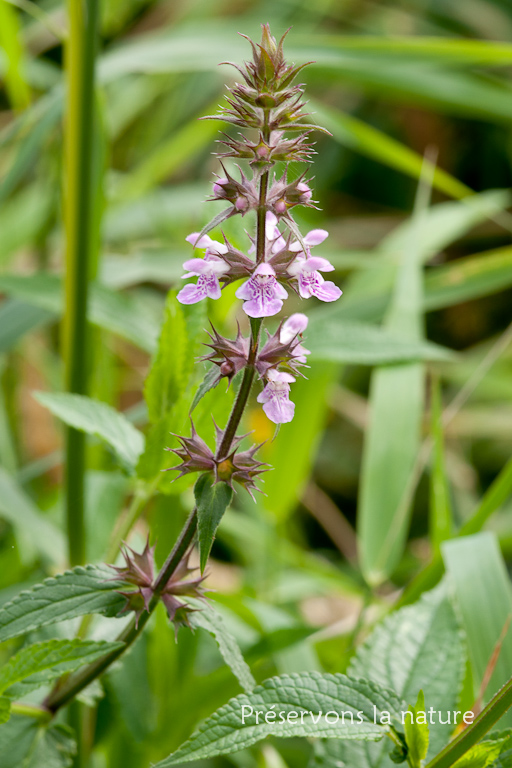 Lamiaceae, Stachys palustris 