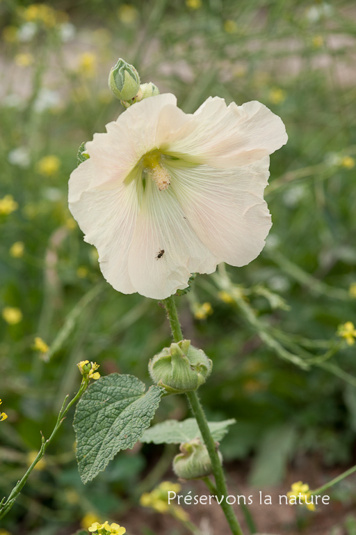 Alcea rosea, Malvaceae 