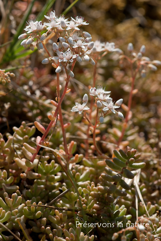 Crassulaceae, Sedum alba 