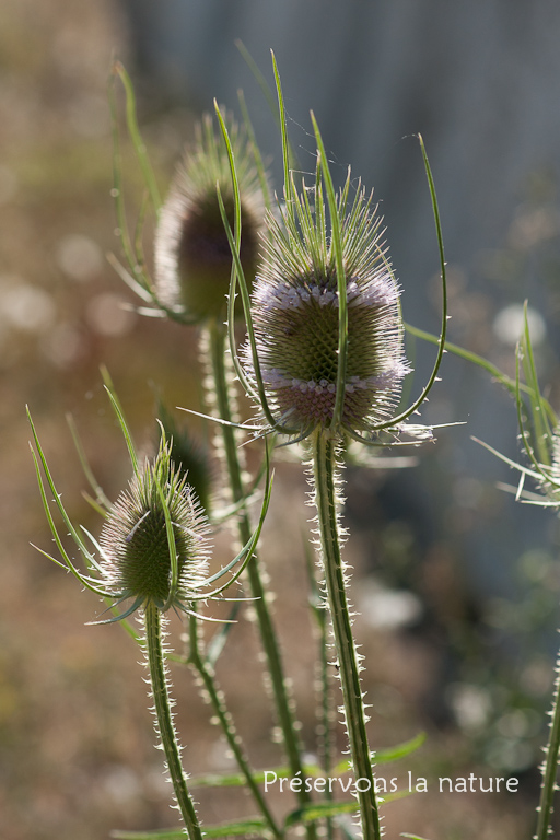 Dipsacaceae, Dipsacus fullonum 