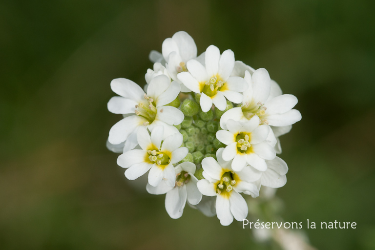 Berteroa incana, Brassicaceae 