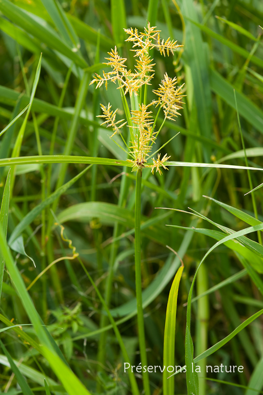 Cyperacea, Cyperus esculentus 