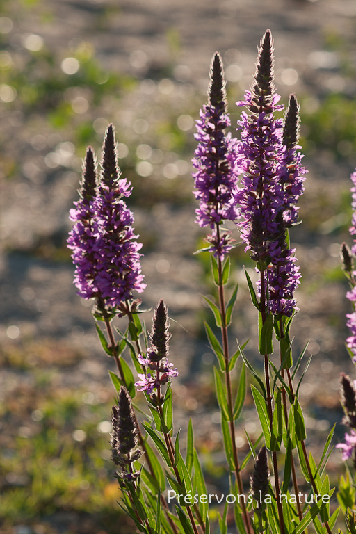 Lythraceae, Lythrum salicaria 