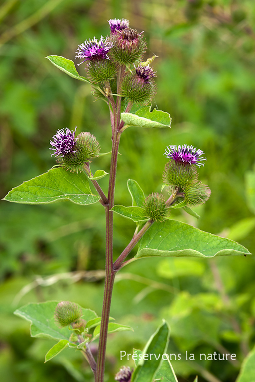 Arctium lappa, Asteraceae 