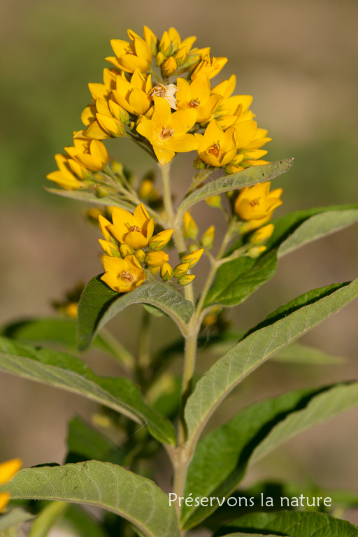 Lysimachia vulgaris, Primulaceae 