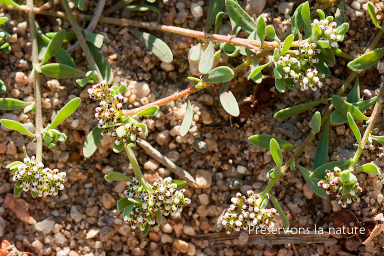 Caryophyllaceae, Corrigiola littoralis 