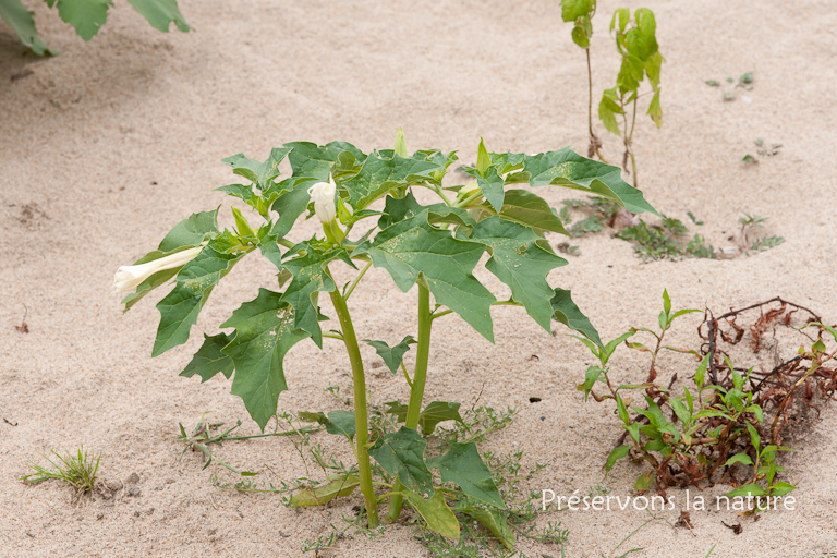 Datura stramonium, Solanaceae 