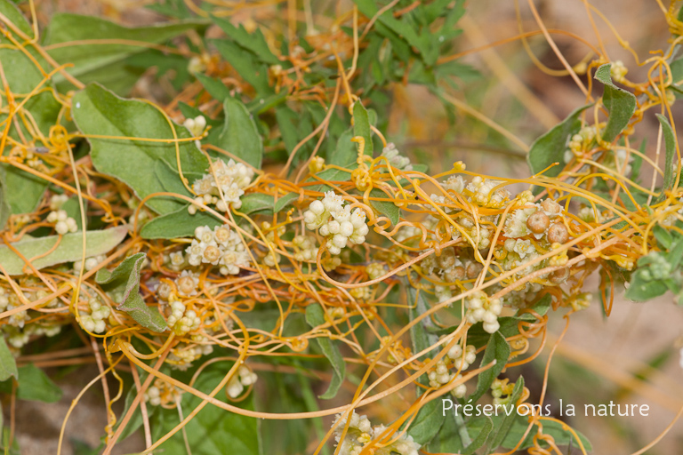 Convolvulaceae, Cuscuta campestris 