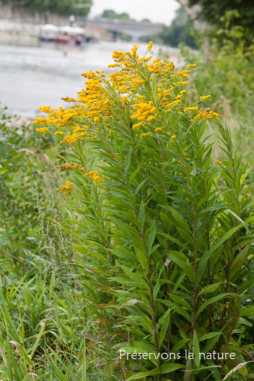 Solidago gigantea 