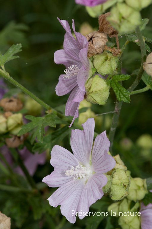 Malva moschata, Malvaceae 