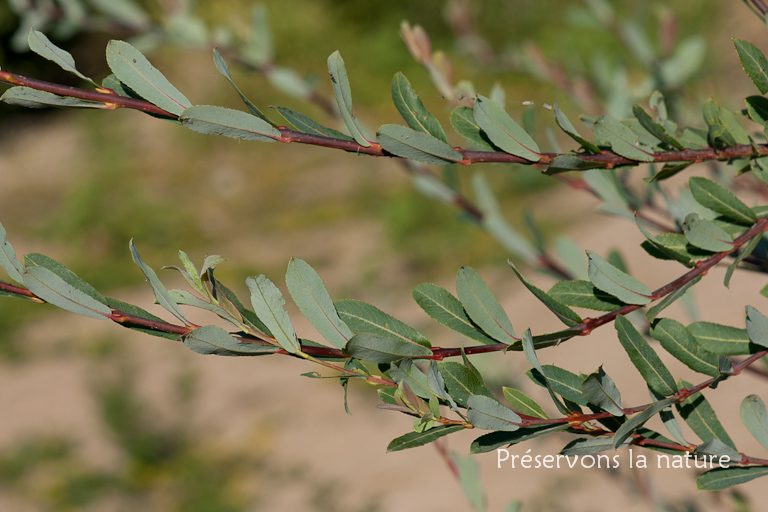Salicaceae, Salix purpurea 