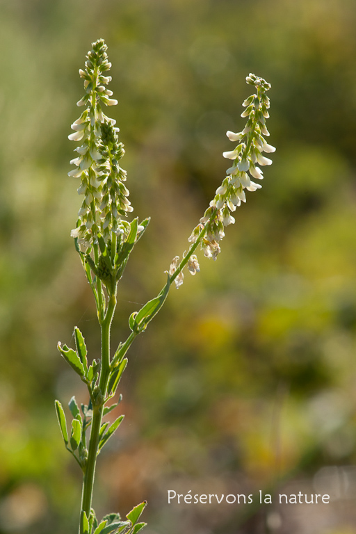 Fabaceae, Melilotus albus 