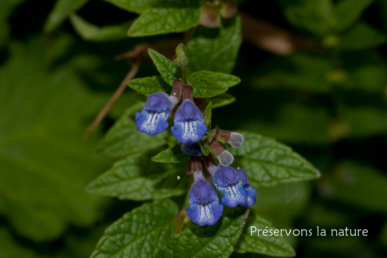 Lamiaceae, Scutellaria galericulata 