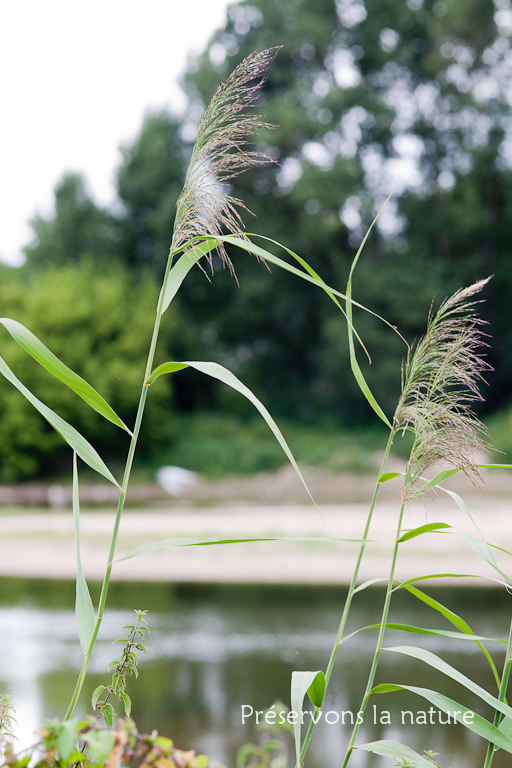 Panicum capillare, Poaceae 