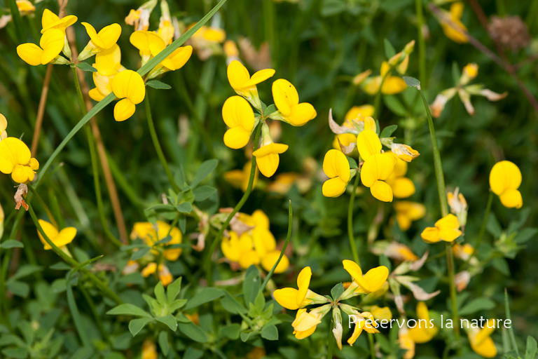 Fabaceae, Lotus corniculatus 