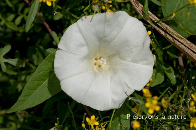 Calystegia sepium, Convolvulaceae 