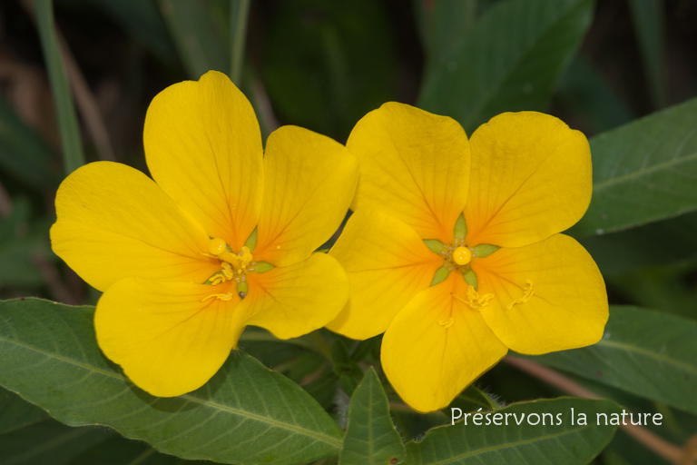 Ludwigia grandiflora, Onagraceae 