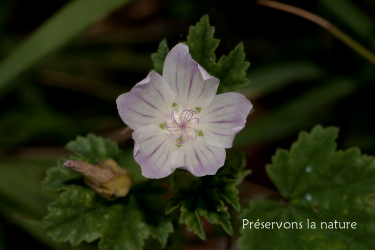 Malva neglecta, Malvaceae 