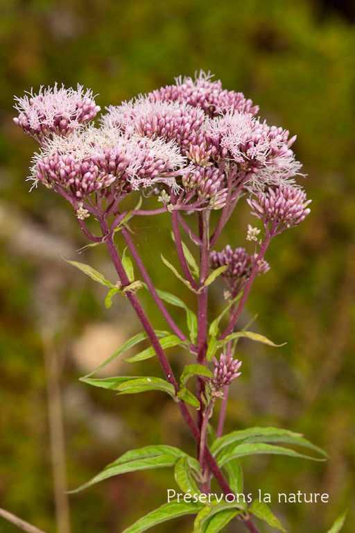 Asteraceae, Eupatorium cannabinum 