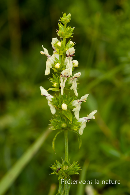 Lamiaceae, Stachys recta 