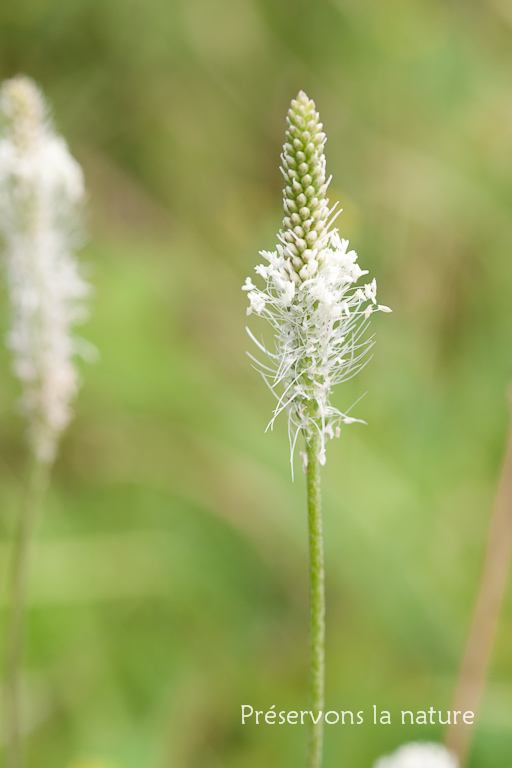 Plantaginaceae, Plantago media 