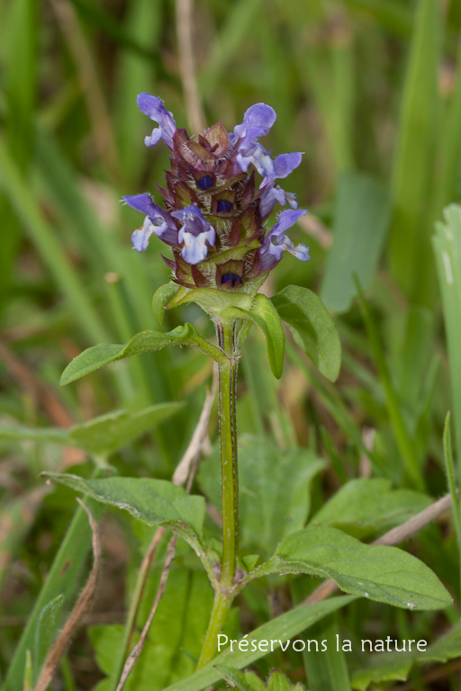 Lamiaceae, Prunella vulgaris 