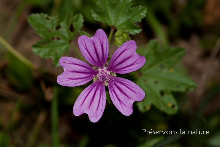 Malva sylvestris, Malvaceae 