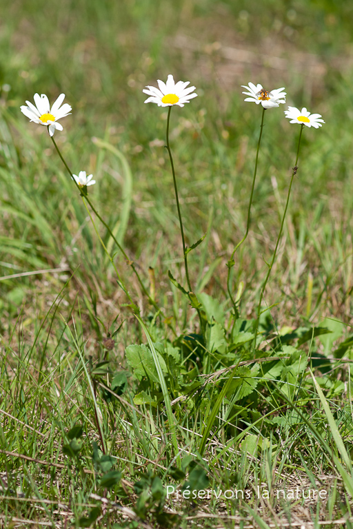 Asteraceae, Leucanthemum vulgare 