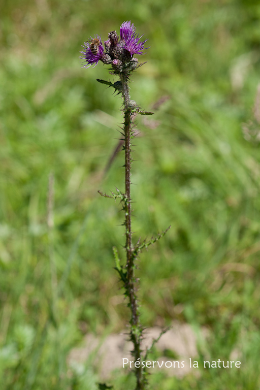 Asteraceae, Cirsium palustre 