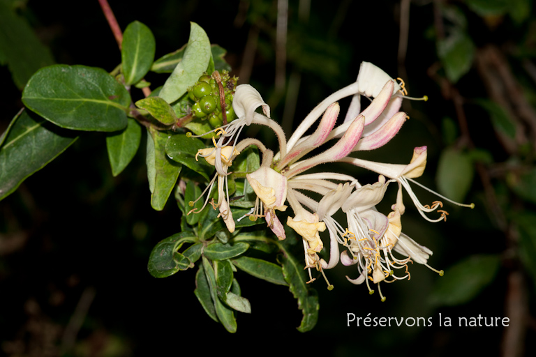 Caprifoliaceae, Lonicera periclymenum 