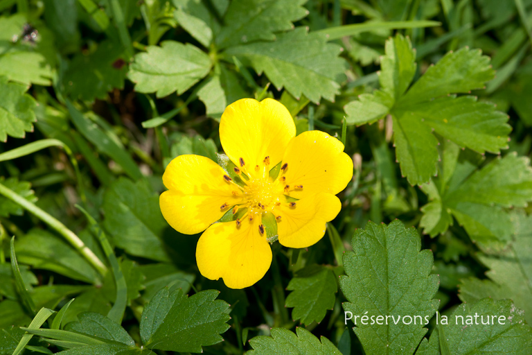 Potentilla reptans, Rosaceae 