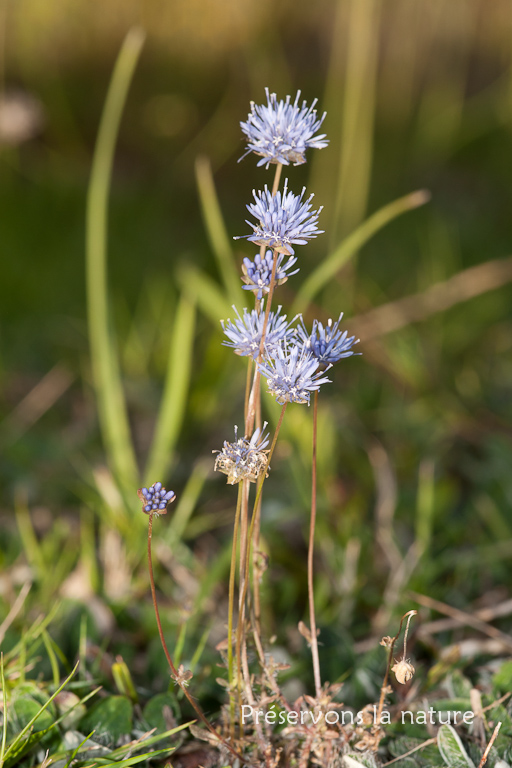 Campanulaceae, Jasione montana 