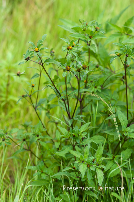 Asteraceae, Bidens tripartita 