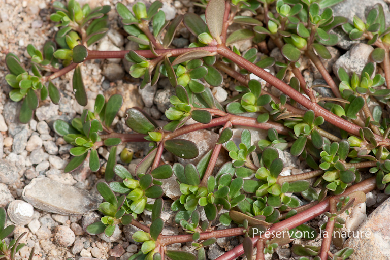 Portulaca oleracea, Portulacaceae 