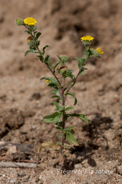 Asteraceae, Pulicaria vulgaris 