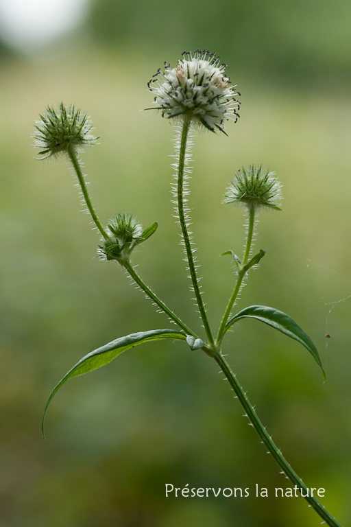 Dipsacaceae, Dipsacus pilosus 