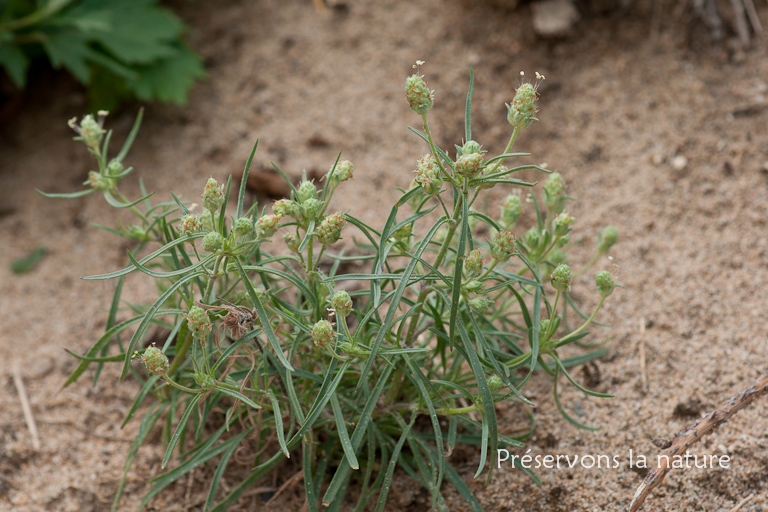 Plantaginaceae, Plantago scabra 