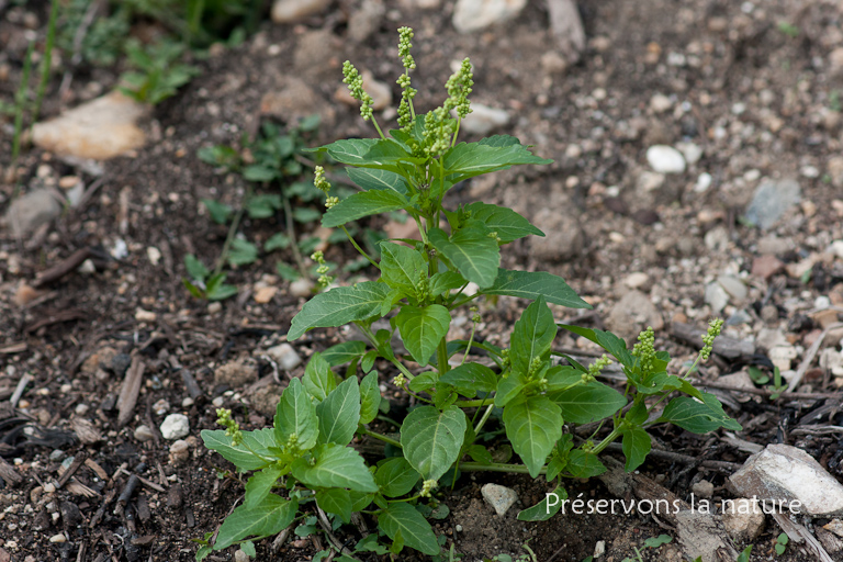 Euphorbiaceae, Mercurialis annua 