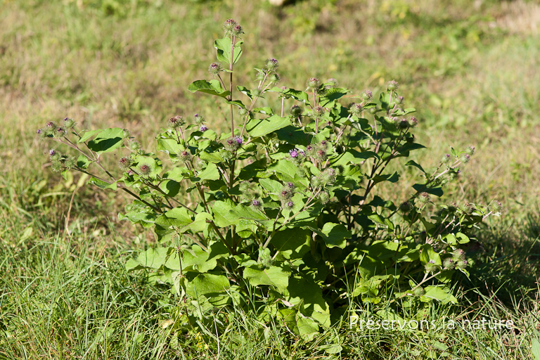 Arctium minus, Asteraceae 